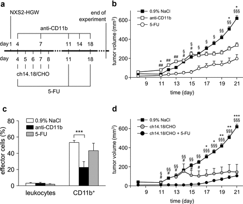 Figure 3. Antitumor effects of the ch14.18/CHO treatment in combination with reduction of suppressive myeloid cells in vivo. (a) Schematic overview of the treatment protocol. Four days after tumor cell injection, mice received either ch14.18/CHO or anti-CD11b Ab or 5-FU or combination of ch14.18/CHO and 5-FU. (b) Analysis of tumor growth in mice treated with either anti-CD11b Ab (open squares) or 5-FU (open circles). Controls received 0.9% NaCl (closed squares). Data are shown as mean values ± SEM. Statistical analysis of differences between anti-CD11b and control, 5-FU and control as well anti-CD11b and 5-FU groups was performed with one-tailed t-test: *P < .05 for 0.9% NaCl vs. anti-CD11b; §P < .05, §§P < .01, §§§P < .001 for 0.9% NaCl vs. 5-FU; #P < .05, ##P < .01 for anti-CD11b vs. 5-FU. (c) Analysis of tumor infiltrating effector cells of mice treated with anti-CD11b Ab (anti-CD11b, black columns) or 5-FU (5-FU, gray columns) in comparison with the untreated controls (0.9% NaCl, white columns). Leukocytes shown in % of all viable CD45+/GD2− cells and CD11b+ cells shown in % of all viable CD45+/CD11b+/GD2− cells were assessed in tumor tissue using flow cytometry analysis. To show impact of anti-CD11b and 5-FU treatments on effector cell count, t-test was used. ***P < .001 vs. 0.9% NaCl. (d) Analysis of tumor growth in mice treated with either ch14.18/CHO alone (gray circles) or ch14.18/CHO in combination with 5-FU (closed circles). Controls received 0.9% NaCl (closed squares). Data are shown as mean values ± SEM. Statistical analysis of differences between ch14.18/CHO and control, combined treatment (ch14.18/CHO + 5-FU) and control as well as combined treatment (ch14.18/CHO + 5-FU) and 5-FU groups was performed with one-tailed t-test: *P < .05, *P < .01, *P < .001 for 0.9% NaCl vs. ch14.18/CHO group; #P < .05 for ch14.18/CHO vs. combined treatment group (ch14.18/CHO + 5-FU); §P < .05, §§P < .01, §§§P < .001 for 0.9% NaCl vs. combined treatment group (ch14.18/CHO + 5-FU)