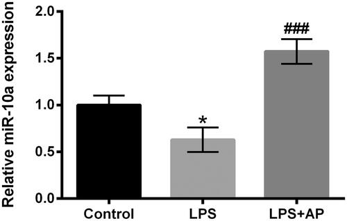 Figure 3. Impact of AP on miR-10a expression in HT22 cells with LPS stimulation. HT22 cells were preconditioned with 80 μg/mL AP prior to administrate with LPS (1 μg/mL) and miR-10a expression was determined through RT-qPCR. *p < .05 vs Control; ###p < 0.001 vs LPS group.