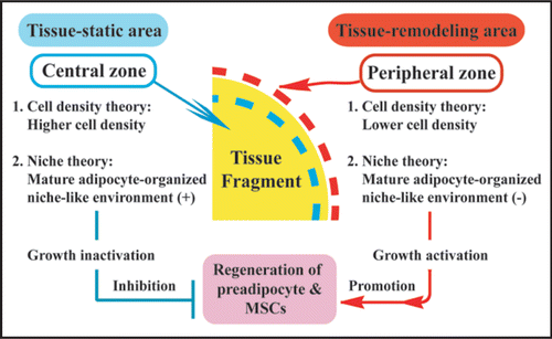 Figure 8 Two theories regarding the mechanism of preadipocyte and MSC regeneration that occurs specifically at peripheral zone of the tissue fragments in vitro. In regard to “cell density theory,” central zone of adipose tissue fragments is characterized by higher cell density, whereas the peripheral zone is characterized by lower cell density. In general, increased cell density in a microenvironment inhibits the regeneration and growth of cells that are subjected to contact inhibition of cell growth. Namely, central zone is tissue-static area with cell growth inactivation, while peripheral zone is tissue-remodeling area with cell growth activation. Thus, lower cell density of the peripheral zone may contribute to active development of preadipocytes and MSCs. In regard to “niche theory,” central zone concentrated by mature adipocytes may be subjected to mature adipocyte-organized niche-like environment, whereas peripheral zone with sparse population of mature adipocytes may lose the environment. In general, a niche environment for stem cell types maintains their resting state. Thus, the niche-like environment formed by mature adipocytes may inhibit regeneration of preadipocytes and MSCs at the center, while its loss at the peripheral zone may contribute to their regeneration.