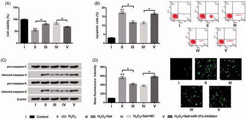 Figure 5. Sal eased H2O2-evoked oxidative damage through elevation of miR-27a in HTM cells. Transfected miR-27a inhibitor cells or NC cells were disposed with 200 μM H2O2 alone or 200 μM H2O2 + 3 μM Sal, (A) cell viability, (B) apoptosis, (C) pro-caspase-3/-9, cleaved-caspase-3/-9, and (D) ROS production were detected using CCK-8, flow cytometry, western blot and DCFH-DA staining. Sal: salidroside; miR-27a: microRNA-27a; NC: negative control; CCK-8: Cell Counting Kit-8; ROS: reactive oxygen species; DCFH-DA: 2,7-dichlorofluorescein diacetate; *p < .05; **p < .01.