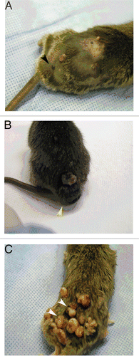 Figure 4 Nevi, melanoma and papilloma development in DMBA/TPA-treated Tyr-HRas:Cdk4 mice. Representative pictures were taken after 25 weeks of TPA treatment. Tyr-HRas:Cdk4R24C/R24C mice develop nevi (black arrow) (A). Tyr-HRas:Cdk4R24C/R24 mice develop melanoma (yellow arrow) (B). Tyr-HRas:Cdk4+/+ mice develop papillomas (white arrows) (C).