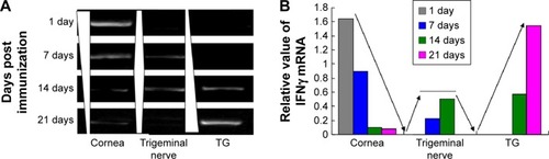 Figure 3 RT-PCR assay of mRNA expression in the cornea, trigeminal nerve, and TG from day 1 to day 21.