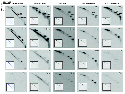 Figure 5. Mitochondrial translation in parasites depleted of guide RNA binding complex (GRBC1/2), RNA editing core complex (MP18/24), RNA editing TUTase 2 (RET2), and knock-in cell lines expressing catalytically active (RET2-CODA WT) or inactive (RET2-CODA D97A) TUTases. RNAi and protein expression were induced for indicated periods of time and translation products were metabolically labeled with EasyTag mix (PerkinElmer Life Sciences) in isotonic buffer supplemented with 0.1 mg/ml of cycloheximide. Cells were collected by centrifugation, dissolved in SDS gel loading buffer, and fractionated by two-dimensional electrophoresis. Gels were stained with Coomassie brilliant blue R250 (inset panels) and exposed to X-ray film (large panels). Based on previous protein identifications,Citation23 major spots represent COI and Cyb proteins encoded by unedited and edited mRNAs, respectively.