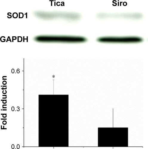 Figure 7 Western blot for SOD1.Note: Four weeks following deployment, the ticagrelor-eluting stent exhibited more up-regulated local expression of SOD1 in the stenting area than in the sirolimus group (*P<0.001).Abbreviations: SOD1, superoxide dismutase 1; Siro, Sirolimus; Tica, Ticagrelor.