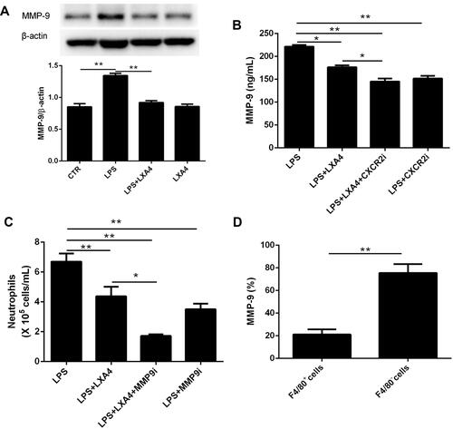 Figure 5 LXA4-mediated reduction in LPS-induced neutrophil transmigration was association with MMP-9 expression. Mice received MMP-9 (10 mg/kg) and CXCR2 inhibitors (2 mg/kg) 20 min prior to LPS (1 mg/kg) administration with or without LXA4 (0.1 µg/mouse) for 24 h. MMP-9 protein expression in the lung homogenates was measured by Western blot (A) and MMP-9 concentration in the BALF was measured by Elisa (B). Neutrophil numbers in the BALF (C) and the percentage of MMP-9 expression on the F4/80+ and F4/80− cells (D) was measured by flow cytometry. The data are presented as the mean ± SEM, n =6- 9. *p<0.05, **p<0.01.