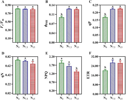 Figure 10. Chlorophyll fluorescence transients in P. notoginseng grown under different N levels. (A) Fv/Fm is the maximum photochemical efficiency of PSII under dark adaptation; (B) ϕPSII is the effective quantum yield of PSII photochemistry; (C) qP is the photochemical quenching; (D) qN is the non-photochemical quenching coefficient; (E) NPQ is the non-photochemical quenching; (F) ETR is the electron transport rate. Green represents N0, bule represents N7.5, red represents N15. Values for each point were means ± SD (n = 3). Significant differences are indicated by letters (ANOVA; P < 0.05).