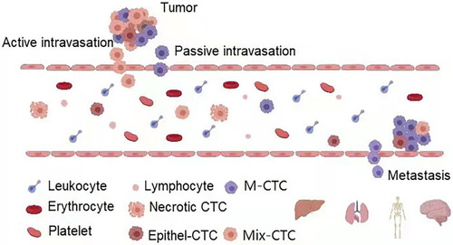 Figure 1 Production and metastasis of circulating tumor cells.