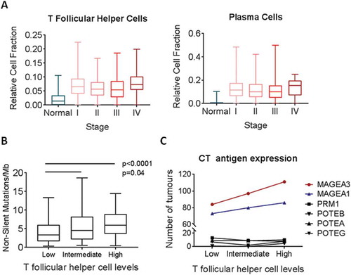 Figure 3. Relative fraction of T follicular helper cells by tumour stage and mutation burden across TCGA tumours. A) Relative cell fraction of T follicular helper cells (Tfh) was assessed in relation to tumour stage and compared to normal lung. B) Tumors were stratified into tertiles according to Tfh fraction, and quantification of non-silent mutations per megabase was assessed in relation to Tfh fraction (n = 275). C) Each tumor was assessed as either expressing or not six CT antigens. The number of tumors within each tertile that expressed the immunogenic CT antigens MAGE-A1 and MAGE-A3 and the non-x-chromosome CT antigens PRM1, POTEB, POTEA, and POTEG was assessed (n = 576). All boxplots display the median value, with 25th to 75th percentile values denoted by the box and minimum and maximum values by the error bars.