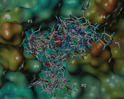 Figure 4.  The binding conformations of the benzothiophene analogues displayed inside the active site of the FIXa (PDB ID: 3LC5). The FIXa surface is rendered with electrostatic potential. P1, P2, P3 and P4 refer to the corresponding positions.