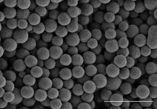 Figure 1. Spherical particles (SPs) generated by thermal remodeling of TMV. Scanning electron microscopy, without staining. Bar, 2 μm