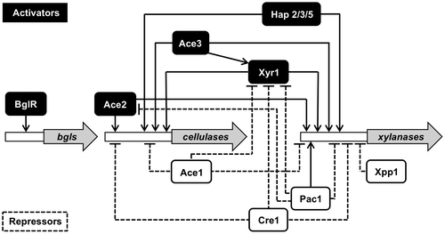 Fig. 3. Schematic representation for the transcriptional regulation network of the genes encoding cellulolytic and xylanolytic enzymes in T. reesei.