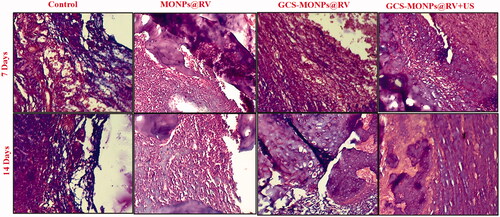 Figure 8. H&E-stained sections of animal sciatic nerve different weeks after the treatment with prepared samples with or without of ultrasonic activation.