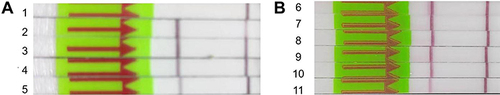 Figure 4 (A) No.1, 2, 3, 4, and 5 indicate that the concentrations of FAM-biotin double-labeled single-stranded DNA probes were 0, 100, 10, 1, and 0.1 μM, respectively. (B) No. 6, 7, 8, 9, 10, and 11 indicate probe concentrations of 1 μM, 800 nM, 600 nM, 400 nM, 200 nM, and 100 nM, respectively.
