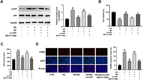 Figure 7 BA alleviates HG-induced cell apoptosis via the S1P/NF-κB pathway. (A–D) HK-2 cells transfected with or without ov-S1P were stimulated with HG, HG+BA, or HG+BA+BAY11-7085. (A–D) p65 and p-p65 protein levels (A), cell viability (B), LDH activity (C), and cell apoptosis (D) in HK-2 cells treated as indicated. **P<0.01 and ***P<0.001 vs control; #P<0.05 and ##P<0.01 vs HG treatment; &P<0.05 and &&P<0.01 vs HG+BA treatment; ^P<0.05 and ^^P<0.01 vs ov-S1P+HG+BA treatment.