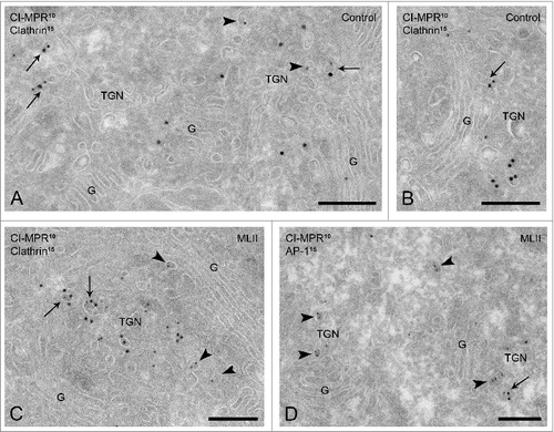 Figure 2. The CI-MPR localizes to clathrin-coated/AP-1 positive TGN membranes in MLII B cells. Ultrathin cryosections of control B cells (A-B) and MLII B cells (C) double-immunogold labeled for the CI-MPR (10 nm gold particles) and clathrin (15 nm). In both control and MLII B cells, the CI-MPR was regularly observed in TGN membranes (arrowheads in A and C, respectively), in which it co-localized with clathrin (A-B and C, arrows). (D) MLII B cells double-labeled for the CI-MPR (10 nm, arrowheads) and AP-1 (15 nm) showing co-localization in a coated TGN vesicle (arrow). G, Golgi complex. Bars, 200 nm.