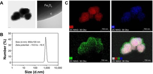Figure 1 Morphology and size distribution of Fe3O4@C.Notes: (A) Transmission electron microscopy; (B) dynamic light scattering analysis of particles; and (C) energy-dispersive X-ray spectroscopy mapping of elements for Fe3O4@C shown in (A).
