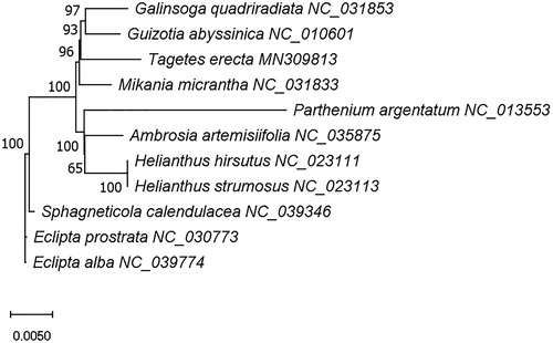 Figure 2. The phylogenetic tree of T. erecta and its closest relatives. Complete chloroplast genome sequences from Guizotia abyssinica, Mikania micrantha, Galinsoga quadriradiata, Eclipta prostrata, Sphagneticola calendulacea, Eclipta alba, Ambrosia artemisiifolia, Parthenium argentatum, Helianthus hirsutus, Helianthus strumosus were used to construct the tree using IQ-TREE.