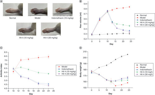 Figure 5. Macroscopic observation of the paws.Representative pictures of swelling joints are presented (A). Paw volume (B). Arthritis index (C) was evaluated following the published standard. Body weight (D) was measured.