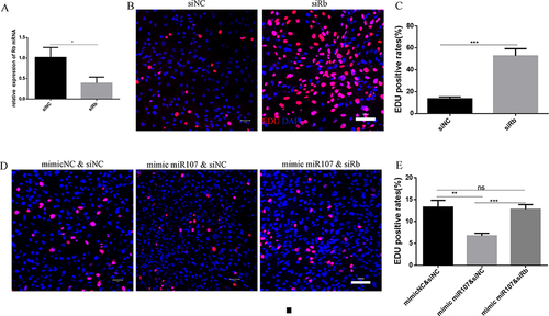 Figure 6 Rb was involved in the effect of miR107 on the proliferation of ASMCs. (A) the transfection efficiency of RNAi siRb in ASMCs tested by RT-qPCR (*, P<0.05). (B and C) EDU staining (red) showing quantitative data (C) and representative images ((B); left for negative control ASMCs, right for siRb-treated AMSCs), and nuclei stained with DAPI), (***, P<0.001). (D and E) EDU staining (red) showing quantitative data (E) and representative images ((D); left for mimic NC & siNC co-transfection group, middle for mimic miR107 & siNC co-transfection group and right for mimic 107 & siRb co-transfection group), and nuclei stained with DAPI, (***, P<0.001; **, P<0.01; ns, P>0.05).