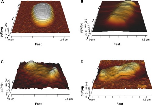 Figure 9 Atomic force micrographs showing time-dependent morphological changes in Escherichia coli before and after treatment with glucosamine-functionalized gold nanoparticles.Notes: (A) 0 hour, (B) 6 hours, (C) 12 hours, and (D) 24 hours. At 0 hour, no morphological changes were observed. After 24 hours of treatment, the bacterial morphology was changed, and confirmed by the height (refer to y-axis of figures) of the bacteria, which decreased from 300 nm to 140 nm.