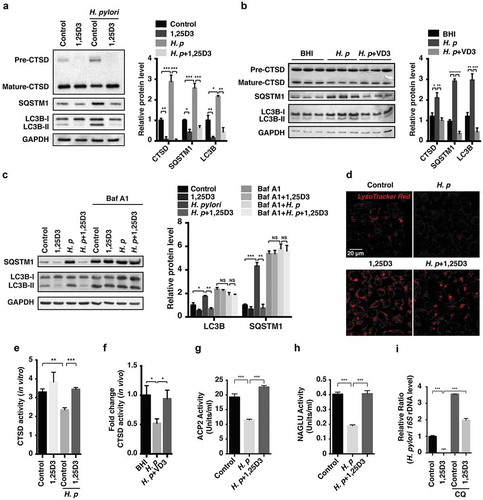 Figure 3. Anti-H. pylori activities of VD3 were mediated through enhancement of lysosomal degradation. (a) HFE145 cells were infected with H. pylori SS1 strain (MOI 100) and treated with 1,25D3 (200 nM, 72 h). Whole-cell lysates were examined for LC3B, SQSTM1 and CTSD protein levels. LC3B-II:LC3B-I ratio, pre-CTSD:mature-CTSD ratio and SQSTM1 protein levels were quantified. (b) C57BL/6 mice (n = 8 per group) were infected with the H. pylori SS1 strain for 1 month, and then administered with or without vitamin D3 (1000 IU/kg, intragavage) every other day for another 2 months. Stomach tissues from 3 mice from each group were randomly selected to analyze for LC3B, SQSTM1 and CTSD protein levels. LC3B-II:LC3B-I ratio, pre-CTSD:mature-CTSD ratio and SQSTM1 protein levels were quantified. (c) HFE145 cells infected with the H. pylori SS1 strain (MOI 100) were treated with 1,25D3 (200 nM) and/or Baf A1 (100 μM) for 72 h. Cell lysates were analyzed for LC3B and SQSTM1 protein levels. LC3B-II:LC3B-I ratio and SQSTM1 protein levels were quantified. (d,e) HFE145 cells were infected with or without H. pylori SS1 strain (MOI 100), and then treated with 1,25D3 (200 nM, 72 h). (d) Cells were stained with LysoTracker Red (100 nM, 30 min) to assess lysosomal activities (n = 3). Scale bar: 20 µm. (e) Whole-cell lysates from each group were examined for CTSD activity. (f) C57BL/6 mice (n = 8 per group) were infected with the H. pylori SS1 strain for 1 month, and then administered with or without VD3 (1000 IU/kg, intragavage) every other day for another 2 months. Mouse gastric tissues were harvested to examine CTSD activity. (g,h) Lysosome fractions were enriched. ACP2 (g) and NAGLU (h) activities were determined using the appropriate commercial kits. (i) HFE145 cells infected with the H. pylori SS1 strain (MOI 100) were treated with 1,25D3 (200 nM) and/or CQ (10 μM) for 72 h. Intracellular H. pylori DNA levels were measured by real-time PCR. GAPDH was used as the internal control. All the quantitative data are presented as means ± S.E.M. from 3 independent experiments. **P < 0.01; ***P < 0.001.