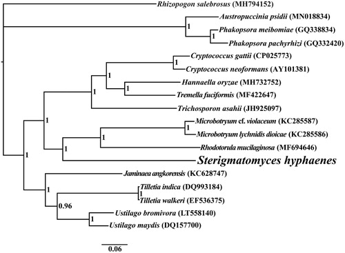 Figure 1. Bayesian phylogenetic analysis of 18 species based on the combined 14 core protein-coding genes. Accession numbers of mitochondrial sequences used in the phylogenetic analysis are listed in brackets after species.