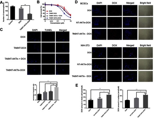 Figure 3 (A) Quantification of the ability to regenerate mammosphere of BCSCs after treating 2 µM DOX and TA6NT-AKTin-DOX for 12 hrs. (B) Cytotoxicity profiles of free DOX, TA6NT-DOX, TA6NT-AKTin together with DOX and TA6NT-AKTin-DOX for BCSCs (n=3). (C) Cellular apoptosis of BCSCs detected using TUNEL assay. Nuclei were stained with DAPI, and merged images were considered as apoptotic cells. (D) Fluorescence images of BCSCs and NIH-3T3 cells after the treatment of 2 µM free DOX, NT-AKTin-DOX and TA6NT-AKTin-DOX for 12 hrs, and (E) the measured DOX amounts in the whole cell and nucleus isolated from BCSCs (n=3). Two-tailed Student’s t-test was used. *p<0.05, **p<0.01.