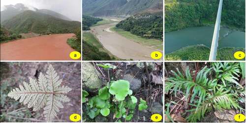 Figure 6. Indicator species in different segments of Yuanjiang dry-hot valley. (a) Upper stream, transect A; (b) Middle stream, transect B; (c) Downstream, transect F; (d) Aleuritopteris squamosa indicator of transect A; (e) Sinephropteris delavayi indicator of transect B; (f) Selaginella pseudopaleifera indicator of transect F