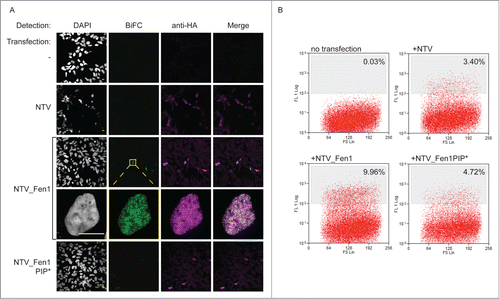 Figure 2. The BiFC approach reports on physiologically relevant protein interactions. (A) BiFC visualized by confocal microscopy. HEK293 cells stably expressing PCNA_CTV were transfected as indicated. Cells were processed for indirect immunofluorescence using a mouse anti-HA monoclonal primary antibody and goat anti-mouse Alexa Fluor 633 secondary antibody to detect the prey constructs (magenta) and BiFC signal was detected in the yellow channel, pseudo colored here in green. Bar = 10 µm. BiFC signal is specifically detected when the bait and prey constructs are able to interact. (B) BiFC detected by flow cytometry. PCNA_CTV expressing cells were transfected as indicated and yellow fluorescence monitored after 24 hours on a MoFlo cytometer. The percentage of cells above a threshold of 108 fluorescent units is indicated.