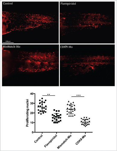 Figure 5. BrdU immunostaining. Injection of CDK9-targeting morpholino or exposure to Flavopiridol reduced significantly the number of BrdU positive nuclei compared to controls. Brdu figures were counted in the tail region as shown in these images and reported in the scatter graph. At least n = 20 embryo per group; data were statistically analyzed by student t-test; ** = ≤0.01, *** = ≤0.001.