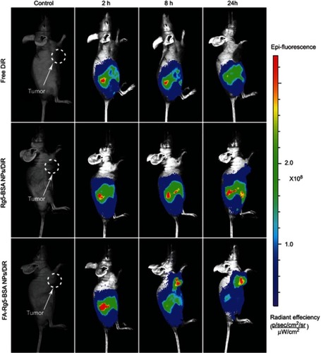 Figure 10 The in vivo real-time biodistribution imaging.Notes: MCF-7 tumor-bearing mice treated with free DiR, Rg5-BSA NPs/DiR, and FA-Rg5-BSA NPs/DiR at 2 h, 8 h and 24 h.Abbreviations: BSA, bovine serum albumin; Rg5, ginsenoside Rg5; FA, folic acid; NPs, nanoparticles; DiR, dioctadecyl-tetramethyl indotricarbocyanine iodide.