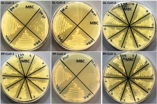 Figure 12. MHA plates showing MBC (mg/ml) value for Acinetobacter baumannii mixed with CuO nanoparticles synthesized by GL and PP extract.