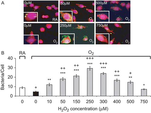 Figure 4.  H2O2 rescues hyperoxia-suppressed phagocytosis of Pseudomonas aeruginosa (PA) by macrophages. RAW 264.7 cells were exposed to 95% O2 for 24 h or remained in normoxia (RA), then treated with different concentrations of H2O2 for 1 h, and incubated with PA (green). Cells were stained with rhodamine phalloidin (red) and DAPI (blue) to visualize the cells and nuclei in the fields. (A) Immunofluorescence micrographs of RAW cells (magnification 600×). Each image represents those from three independent experiments. (B) Quantification of the phagocytic ability. At least 100 cells per slide were counted. Data are representative of three independent experiments. Each value represents mean ± SE. Value is significantly (*p ≤ 0.05, **p ≤ 0.01, ***p ≤ 0.001) different from 95% O2 samples; value is significantly (+p ≤ 0.05, ++p ≤ 0.01, +++p ≤ 0.001) different from normoxia (RA) samples.