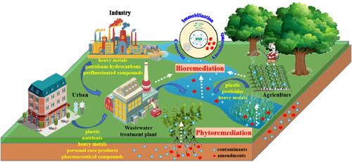 Figure 2. Graphic description of research areas covered by the 24 publications on bioremediation and phytoremediation in CREST during 2018–2022.