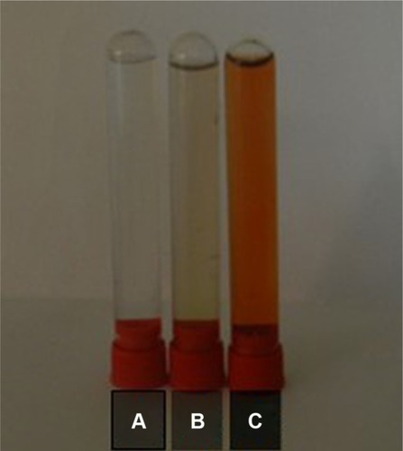 Figure 2 Silver nitrate (A), plant extract (B), and silver nanoparticles (C) solutions.