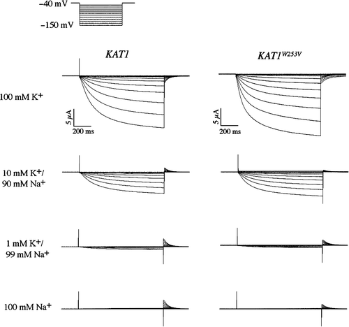 Figure 6.  Two-electrode voltage clamp analysis of a sodium resistant Kat1 channel. Currents elicited from wild-type Kat1 and W253V in bath solutions containing 100 mM K+, 10 mM K+/90 mM Na+, 1 mM K+/99 mM Na+, and 100 mM Na+. Cells were held at −40 mV and hyperpolarized to −150 mV in 10 mV steps. Leak currents were subtracted using a P/6 method.