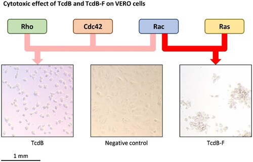 Figure 2. The cytotoxic effect of TcdB and TcdB-F on VERO cells. VERO cells were treated with the supernatant of 72-hour-old cultures of C. difficile strain 2149 (RT 014/020 which produces TcdB), C. difficile strain 1470 (RT 017 which produce TcdB-F), and C. difficile ATCC 700057 (RT 038 which is non-toxigenic) and incubated at 37°C for 24 hours before inspection under a light microscope. TcdB glycosylates Rho, Rac, and Cdc42 targets resulting in arborization of cells while TcdB-F glycosylates Rac and Ras targets resulting in rounding of cells without arborization.