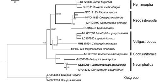 Figure 1. Relationships of Lamellomphalus manusensis to representive members of the Gastropoda. Nucleotide sequences of all protein-coding genes and ribosomal genes were individually aligned using MAFFT v. 7 (Katoh et al. Citation2019), ambiguous positions removed using GBlocks (Talavera and Castresana Citation2007), then concatenated, leading to alignments with 10,979 nucleotide positions for protein-coding genes and 1982 positions for the rRNA genes. ModelFinder (Kalyaanamoorthy et al. Citation2017) was used to select the best-fit partition model (Edge-unlinked) using BIC criterion. Maximum likelihood phylogenies were inferred using IQ-TREE (Nguyen et al. Citation2015) under the GTR + R4 + F model for 10,000 ultrafast (Minh et al. Citation2013) bootstraps, as well as the Shimodaira–Hasegawa–like approximate likelihood-ratio test (Guindon et al. Citation2010). Bayesian Inference phylogenies were inferred using MrBayes 3.2.6 (Ronquist et al. Citation2012) under partition model (2 parallel runs, 2,000,000 generations), in which the initial 25% of sampled data were discarded as burn-in. Branch support shown as maximum-likelihood bootstrap values (when ≥50)/Bayesian posterior probability (when ≥0.8).