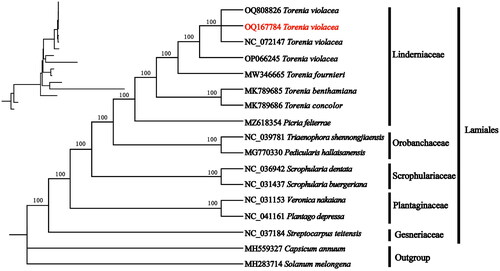 Figure 3. Phylogenetic relationships of Torenia violacea and other species of Lamiales inferred from ML analyses based on the whole chloroplast genome, with Solanum macrocarpon and Capsicum annuum as the outgroup. The numbers on each branches indicate the boot support value of the ML analyses. The sequences used for tree construction are as follows: T. violacea (OQ808826, N_C_072147, OP066245), T. fournieri (MW346665), T. concolor (MK789685, Cheng, Li, et al. Citation2019), T. benthamiana (MK789686, Cheng, Liu, et al. Citation2019), Picria felterrae (MZ618354), Pedicularis hallaisanensis (MG770330, Cho et al. Citation2018), Triaenophora shennongjiaensis (NC_039781, Xia and Wen Citation2018), Scrophularia buergeriana (NC_031437, Yi and Kim Citation2016), Scrophularia dentata (NC_036942), Veronica nakaiana (NC_031437, Choi et al. Citation2016), Plantago depressa (NC_041161), Streptocarpus teitensis (NC_037184, Zhao et al. Citation2019), C. annuum (MH559327, D'Agostino et al. Citation2018), and S. macrocarpon (MH283714, Aubriot et al. Citation2018).