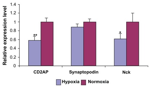 Figure 3 RT-PCR evaluating mRNA expression level of SD molecules CD2AP, synaptopodin, and Nck in podocytes exposed to hypoxia and normoxia.