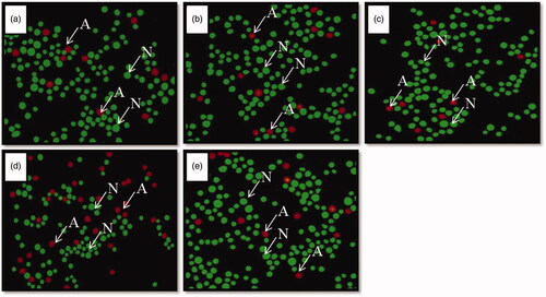 Figure 1. (a–e) Photomicrographs of splenocytes stained with acridine orange and ethidium bromide (450 nm and 530 nm). Note the presence of more number of healthy cells (N) in control (a), vehicle control (b), unstressed + Vacha extract treated rats (c) and stress + Vacha extract treated rats (e), and more number of apoptotic cells (A) in stressed (d) rats. 200×. A: apoptotic cells; N: normal, healthy cells.