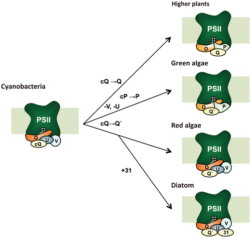 Fig. 1. Evolutionary changes in the extrinsic proteins of photosystem II (PSII).Notes: During the course of evolution from ancient cyanobacteria to eukaryotes, only PsbO (O) has been retained by all photosynthetic organisms. In higher plants and green algae, PsbV (V) and PsbU (U) were lost while PsbP (P) and PsbQ or PsbQ′ (Q or Q′) have been derived from CyanoP (cP) and CyanoQ (cQ), respectively. Green algal PsbQ is indicated as PsbQ′(Q′) based on sequence homology. CyanoP has been excluded from the model because its stable association with PSII has not been observed. In red algae and diatoms, PsbQ′ (Q′) has developed from CyanoQ; in addition, Psb31 (31) has arisen in diatoms. These models are designed to show differences of the PSII extrinsic proteins in various photosynthetic organisms but by no means show the exact location and interaction of these extrinsic subunits within PSII. See text for further details.