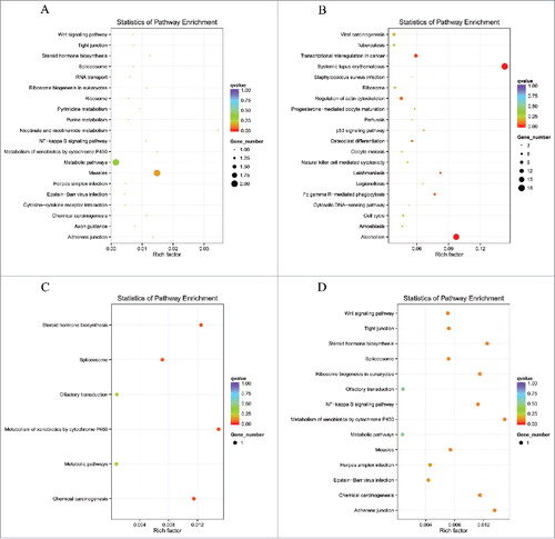 Figure 7. DE lncRNAs co-expressed genes enriched KEGG pathway scatterplot with SNI pathogenesis. LncRNAs enriched KEGG pathway scatterplot showing statistics of pathway enrichment at different time points. Pathway of lncRNAs co-expressed genes at different stage of SNI including SNI 1d vs. 0d (Fig. 7A), SNI 3d vs. 0d (Fig. 7B), SNI 7d vs. 0d (Fig. 7C) and SNI 2w vs. 0d (Fig. 7D).