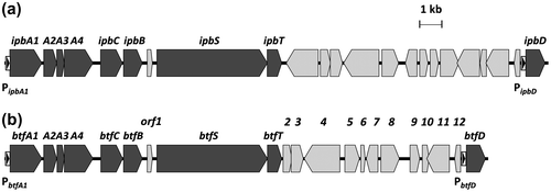 Fig. 2. Comparison of the DNA sequences of the btf gene cluster in the 065240 strain and the ipb gene cluster in R. erythropolis BD2.Notes: Physical map of the 23-kb DNA region containing the ipb gene cluster in R. erythropolis BD2 (GenBank accession number AY223810) (a). Physical map of the 21-kb DNA region containing the btf gene cluster in the 065240 strain (b). Black arrows represent ipb or btf gene clusters. Gray arrows represent genes such as hypothetical ORFs and transposases. The IpbST- and BtfST-inducible promoters (PipbA1, PipbD, PbtfA1, PbtfD) are indicated by black triangles in white rectangles.