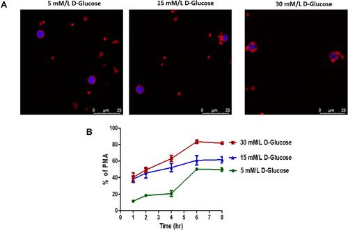 Figure 8 Effect of hyperglycemia on platelet-monocyte aggregate formation - Ex-vivo. (A) Confocal microscopic images of platelet-monocytes aggregate formation in different glucose concentration. Monocytes and platelets were incubated with 5 mM/L, 15 mM/L, and 30 mM/L D-Glucose, cells were fixed and stained with rhodamine phalloidin (F-actin, red) and DAPI (nuclei, blue). Scale bar = 25µm. (B) Quantification of hyperglycemia effect on platelet-monocyte aggregate formation by flow cytometer. Peripheral blood mononuclear cells and platelets were incubated with 5 mM/L, 15 mM/L, and 30 mM/L D-glucose for up to 8 hours. Monocytes were identified with CD14 APC-CY7 and monocytes aggregate formation with platelets were identified with the help of platelet specific marker CD41a Pecy5.