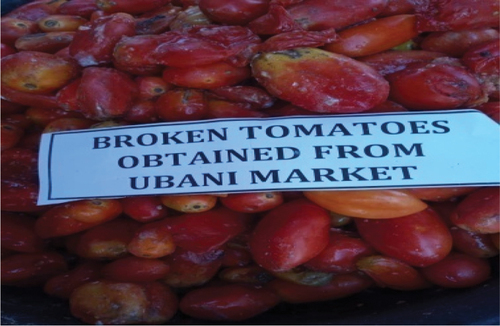 Plate 2: Ubani nkuwa tomatoes.