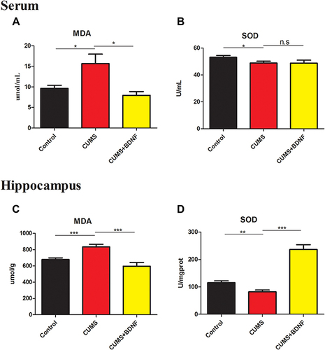 Figure 2 Intranasal BDNF treatment reduced oxidative stress in CUMS model mic. The serum MDA levels (A) and SOD activities (B) in mice under various treatments. The hippocampal MDA levels (C) and SOD (D) activities in mice under various treatments. Values are expressed as the mean ± SEM, n = 8 for control group, n = 8 for CUMS group, n = 7 for CUMS+BDNF group. *p < 0.05, **p < 0.01 and ***p < 0.001. One way ANOVA statistics: F a =6.943, F b = 2.401, F c =13.36, F d =54.60.