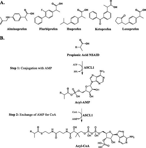 Figure 12. The five propionic acid NSAIDs investigated in the work by Hashizum et al. (A) and the steps of propionic acid NSAID acyl-CoA conjugation by ASCL1 (B).