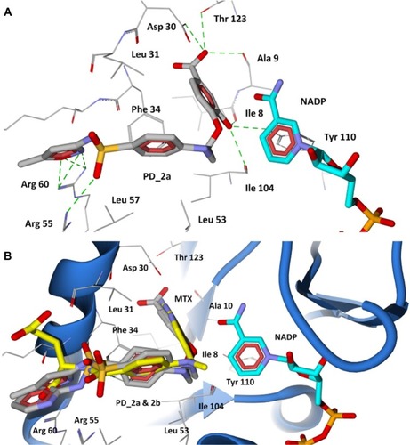 Figure 7 Docking of designed hybrid compounds at folate binding site of P. aeruginosa DHFR. (A) Binding pose of the top scored compound PD_2a (grey stick model); (B) PD_2a and PD_2b (stick model colored by their element) superimposed with methotrexate (yellow stick model), and cofactor NADP is represented as aqua stick model.