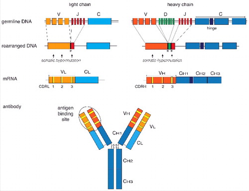 Figure 1. Schematic overview of the organization and expression of immunoglobulin (Ig) genes. Different germline gene segments coding for the variable Ig heavy and light chains are joined by somatic V(D)J gene rearrangement (upper panels). Addition or removal of nucleotides during recombination at the junctions (symbolised by asterics) and somatic hypermutation (arrows) in the complementary-determining regions (CDR) of the VL and VH genes results in a high diversity of the Ig repertoire. The constant regions of the heavy chain are joined by RNA splicing to the variable regions. The heavy and light chains are covalently linked by disulfide bridges and fold into the typical Y-shaped immunoglobulin molecule. The antigen-binding site is formed by the CDRs of the heavy and light variable chains. A 3D shape of an Ig molecule can be found in the RCSB Protein Data Bank PDB ID: 1IGT (doi: 10.2210/pdb1igt/pdb).